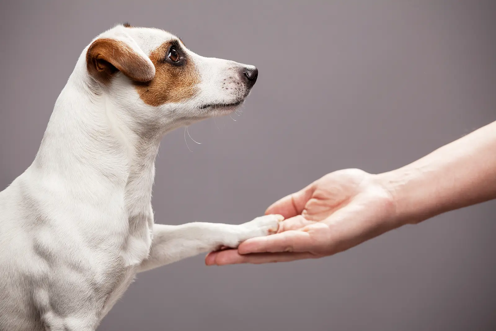 Boost Rental Income and Retention with a Pet Policy That Works in Houston